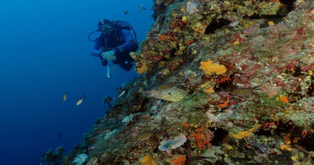 La plongée sous-marine, une activité pour partir à la rencontre de la faune aquatique